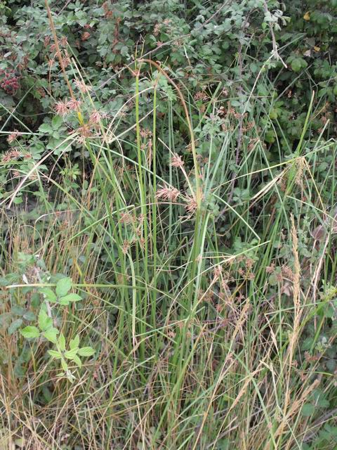 Cyperus badius + Juncus sp.